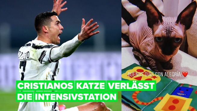 Cristiano Ronaldos Katze wurde überfahren