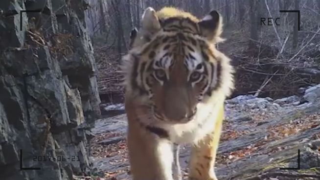 Von 50 auf 500: Sibirische Tiger erholen sich langsam